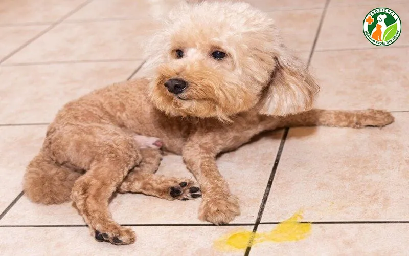 Chó Ói Ra Giun Sán: Nguyên Nhân, Dấu Hiệu và Cách Xử Lý Hiệu Quả