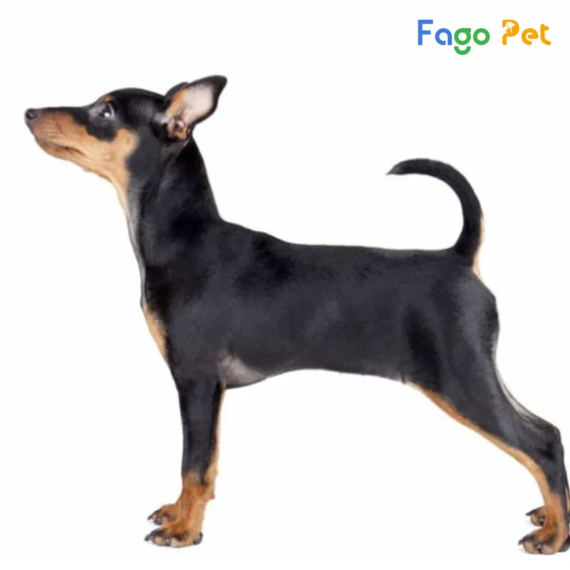 Chó Phốc Chuột đáng yêu được chăm sóc khỏe mạnh