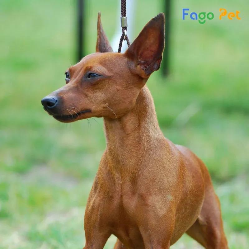 Bán Chó Phú Quốc Chợ Tốt: Hướng Dẫn Toàn Diện Từ Chọn Giống Đến Giao Dịch An Toàn