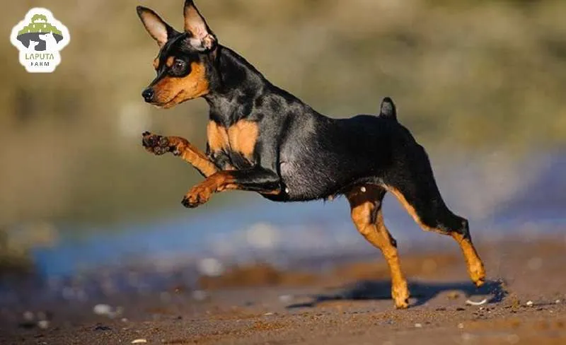 Chó Phốc Hươu chơi đùa với trẻ nhỏ, thể hiện tính cách thân thiện và hòa đồng