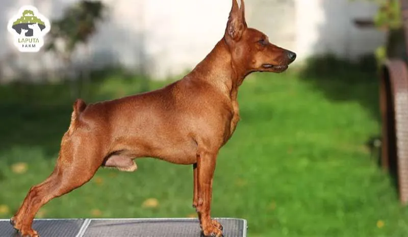 Chó Phốc Hươu chuẩn Miniature Pinscher