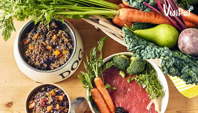 Chó Phốc Hươu con (Minpin) đang ăn trong bát