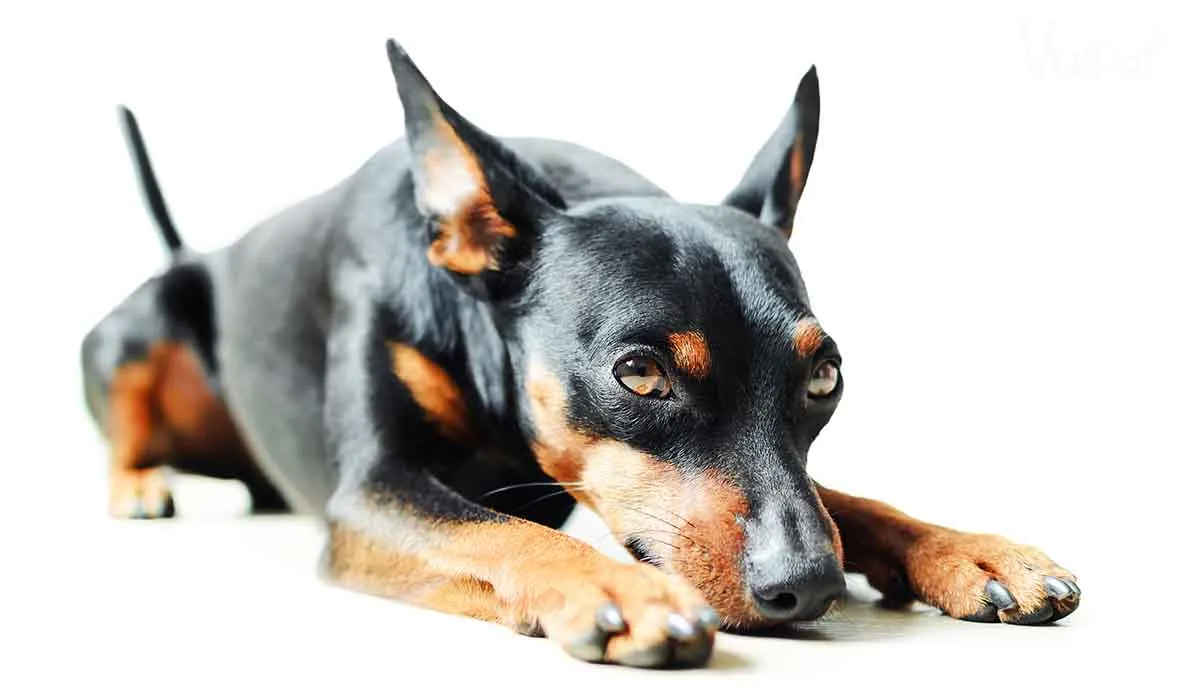 Chó Phốc Hươu Minpin với bộ lông ngắn, bóng mượt