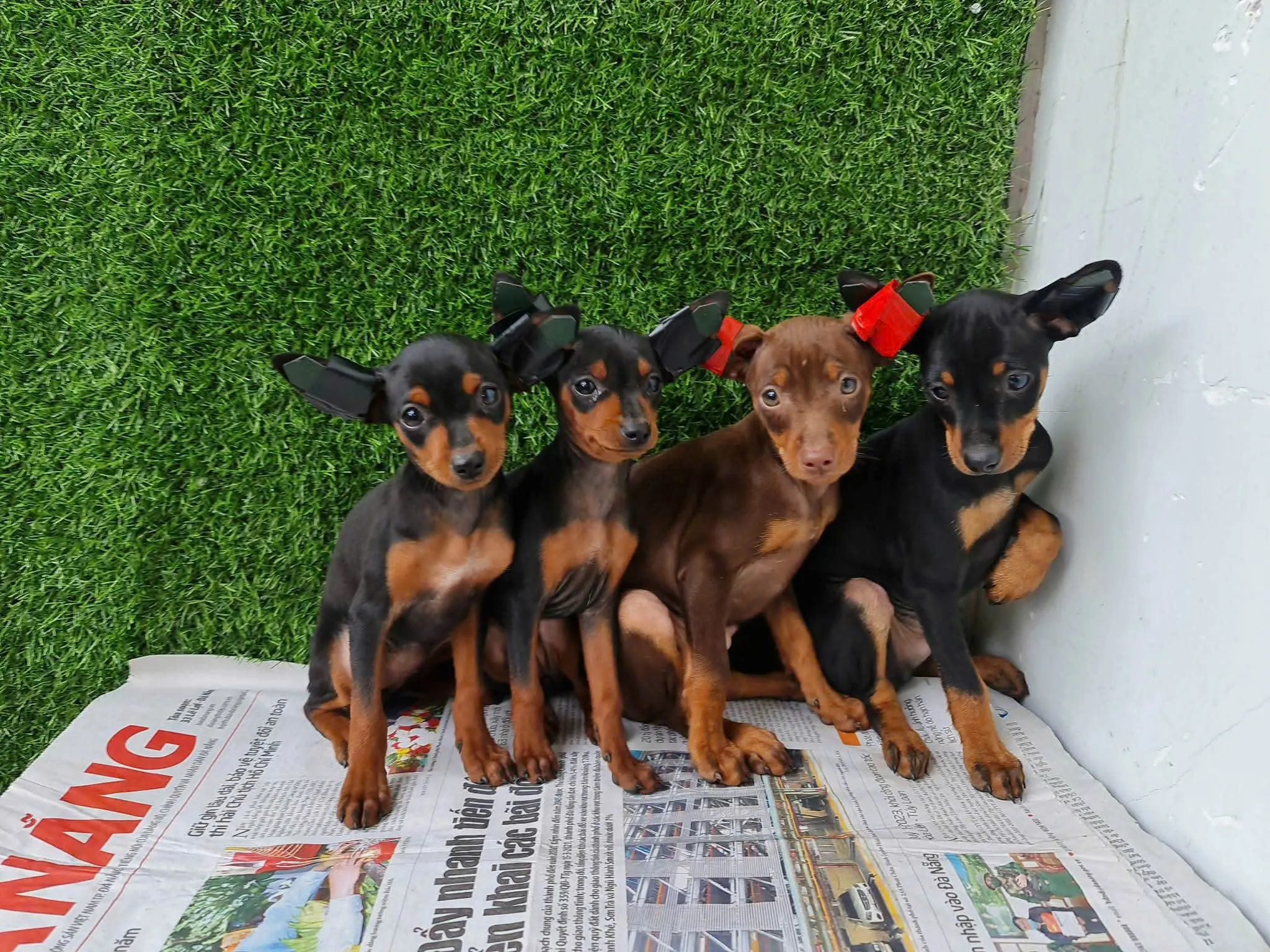 Chó Phốc Sóc Màu Black Tan: Đặc Điểm, Giá Bán Và Kinh Nghiệm Chăm Sóc