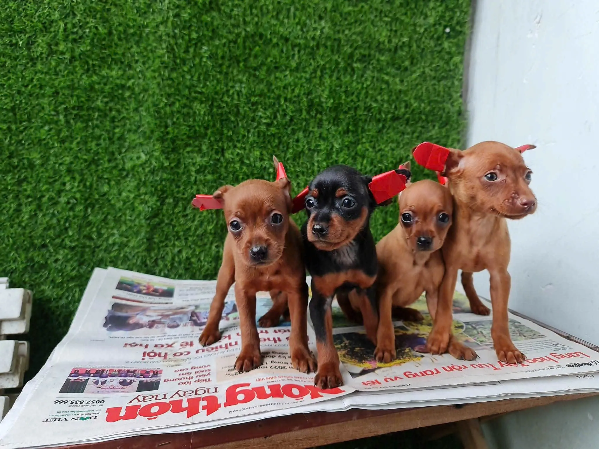 Chó Phốc Hươu thuần chủng đang được rao bán tại Hà Nội