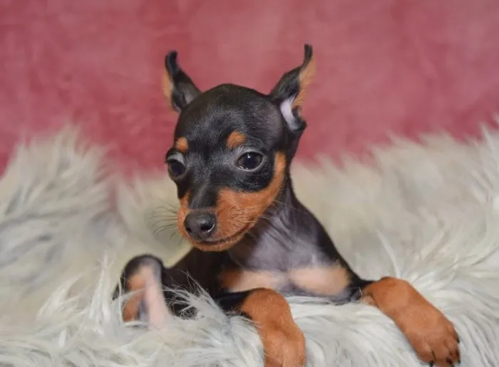 Chó Phốc Hươu ưa sạch sẽ và rất thích được gần gũi chủ nhân