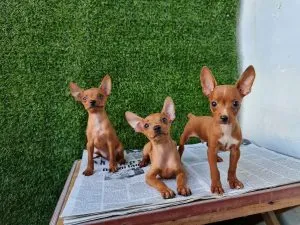 Chó Lạp Xưởng Bắt Chuột: Bản Năng Săn Mồi và Hiệu Quả Thực Tế