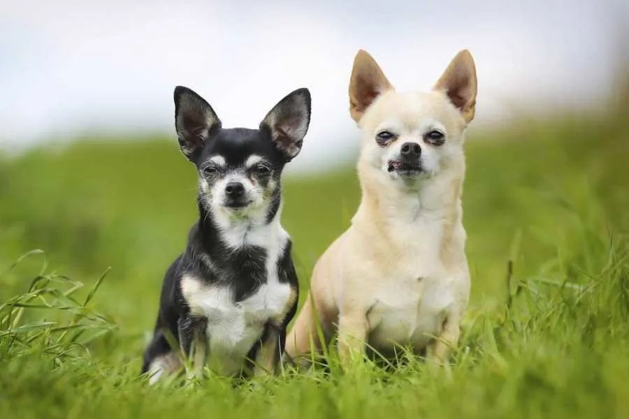 Chó phốc lai poodle có kích thước nhỏ và khuôn mặt bầu bĩnh