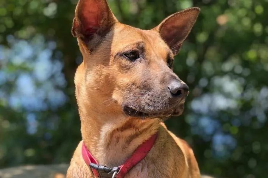 chó phốc lai xù đang chơi đùa ngoài trời với bộ lông trắng muốt