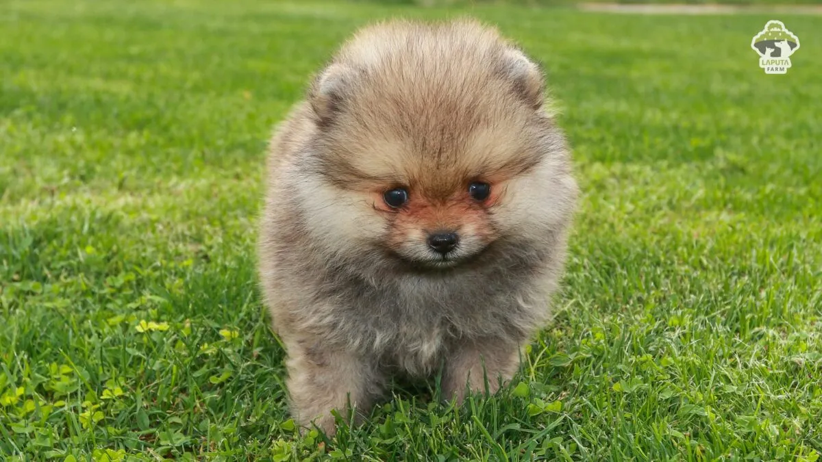 Chó phốc sóc con giá bao nhiêu ảnh chụp một chú chó Phốc Sóc màu cam đang nằm nhìn nghiêng