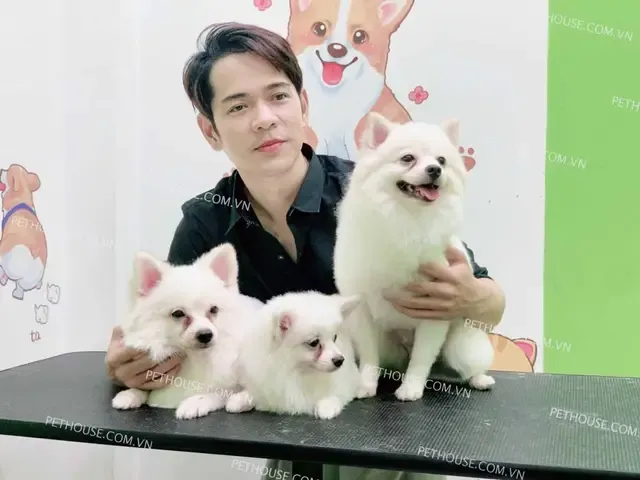 chó phốc sóc giá rẻ hà nội ngoan ngoãn ngồi trong lồng