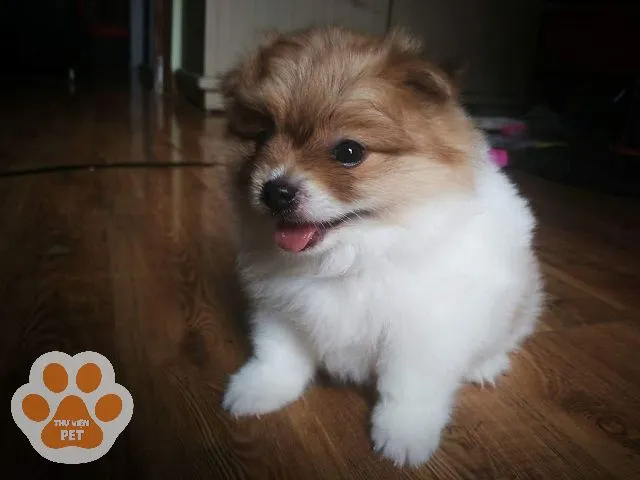 Chó phốc sóc lai bắc kinh trưởng thành với bộ lông dài màu kem, mô tả cách chăm sóc bộ lông.