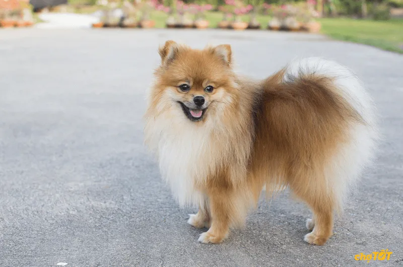 Chó Phốc Sóc Lai Nhật sở hữu ngoại hình đáng yêu