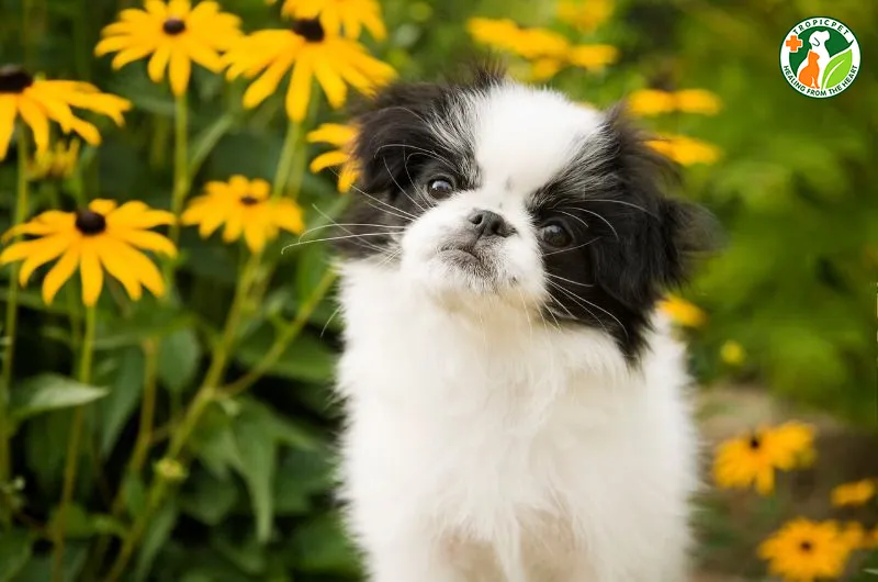 Chó Phốc Sóc lai Nhật với bộ lông dày mượt và khuôn mặt đáng yêu