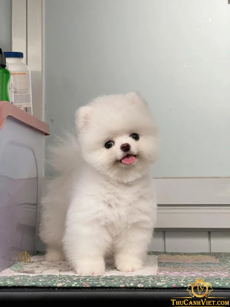 Chó Phốc Sóc mặt gấu, lông trung bình sau khi được cắt tỉa gọn gàng