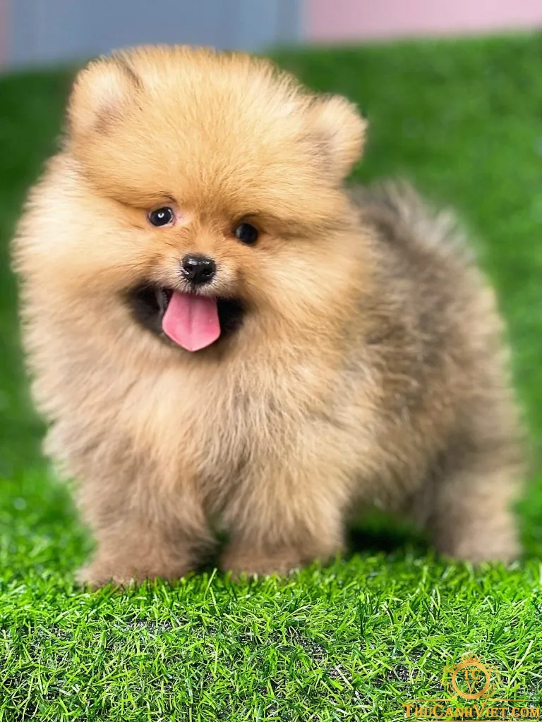 Chó Phốc Sóc mặt gấu màu vàng sở hữu bộ lông dày dặn, bồng bềnh