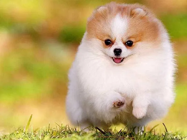 Chó Phốc Sóc màu nâu cam đang nhìn thẳng