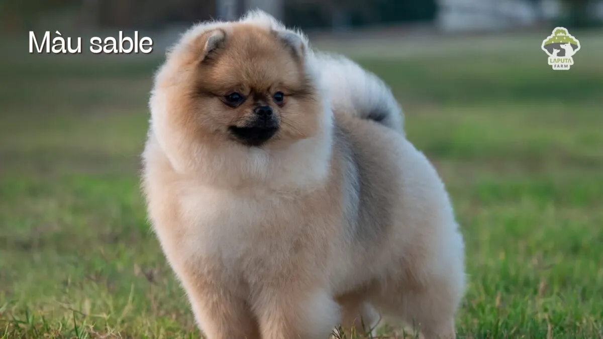 Chó Phốc Sóc màu Wolf Sable với bộ lông nền kem và các sợi đen đan xen