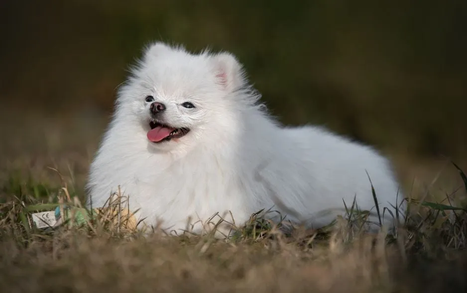 Chó Phốc Sóc (Pomeranian) sở hữu bộ lông xù dày và tính cách năng động