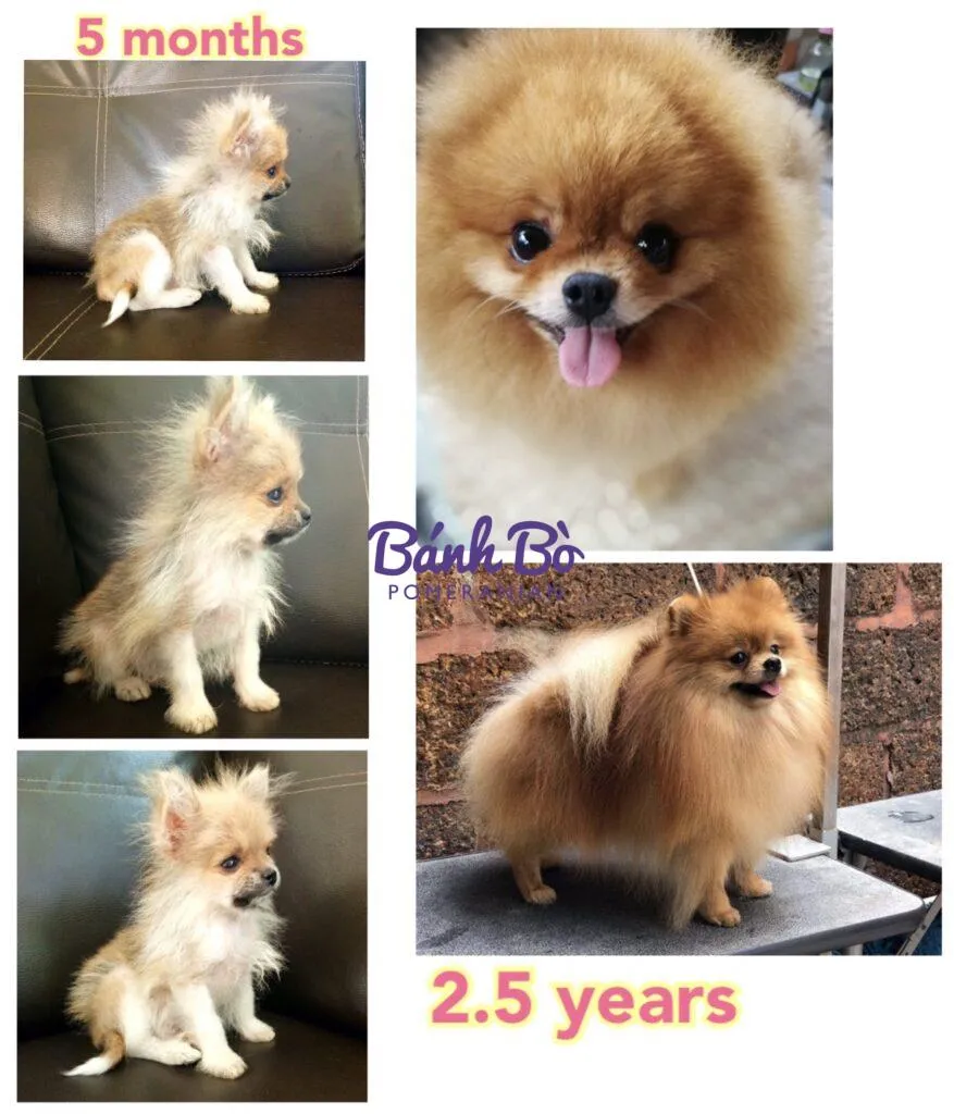 Chó phốc sóc sau khi hoàn thành chu kỳ chó phốc sóc mấy tháng thì thay lông, bộ lông xù bông màu kem mịn màng.