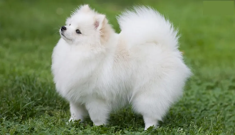 chó phốc sóc thông minh tinh nghịch đặt tên phù hợp với ngoại hình và tính cách của cún cưng