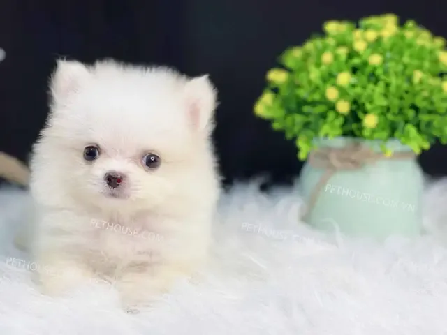 chó phốc sóc thuần chủng giá rẻ hà nội với bộ lông dày và dáng chuẩn