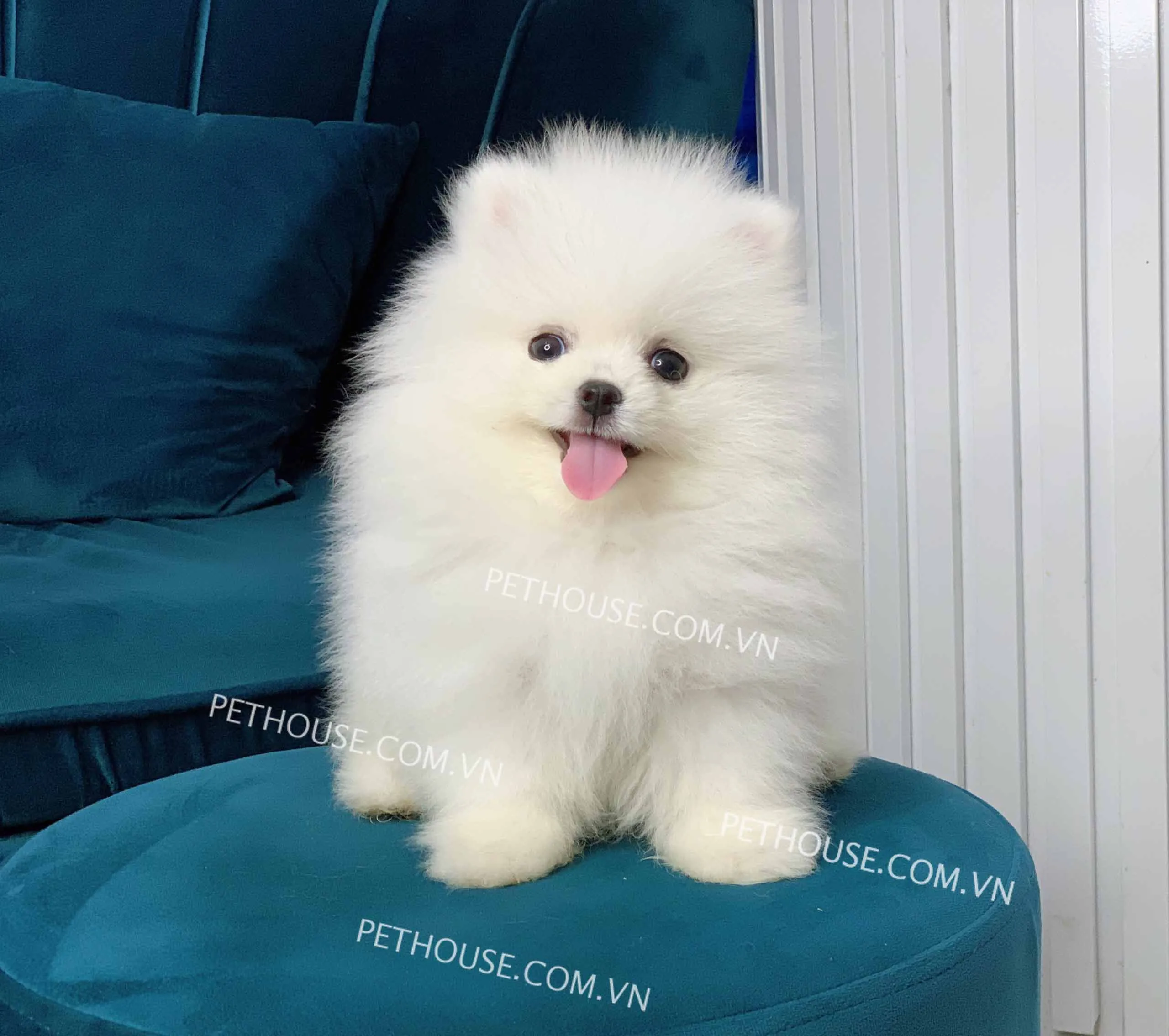 Phân Tích Bảng Giá Chó Con Phú Quốc Lai Chi Tiết Nhất 2024