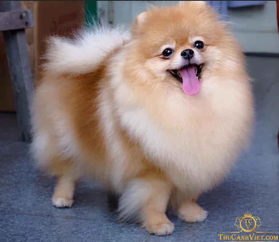 Chó Phốc Sóc trưởng thành với bộ lông vàng đã qua chu kỳ thay lông