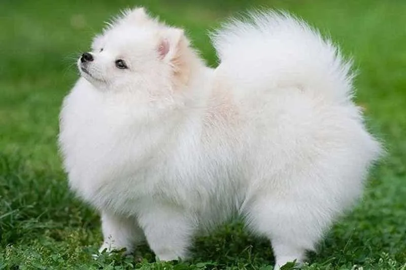 Chó Phốc Sóc với bộ lông bồng bềnh đặc trưng