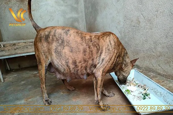 Tính toán ngày dự sinh dựa trên lịch trình phối giống cụ thể