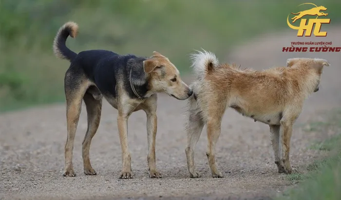 Chăm sóc vệ sinh giúp chó mẹ tránh được các bệnh truyền nhiễm