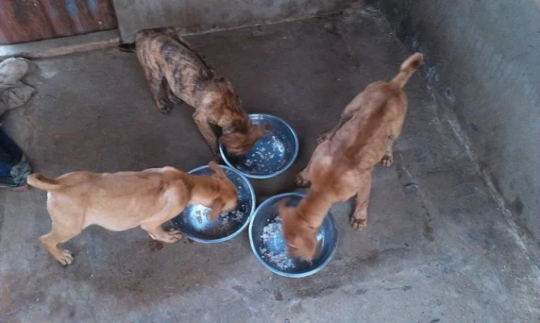 Chó Phú Quốc ăn rất tạp