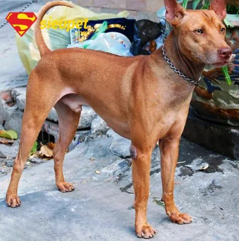 Chó Phú Quốc con đang phát triển ở giai đoạn tiền trưởng thành