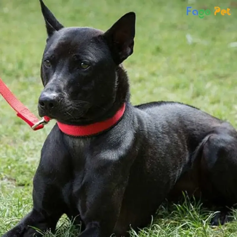 Chó Phú Quốc con học hỏi nhanh chóng và rất nhạy bén