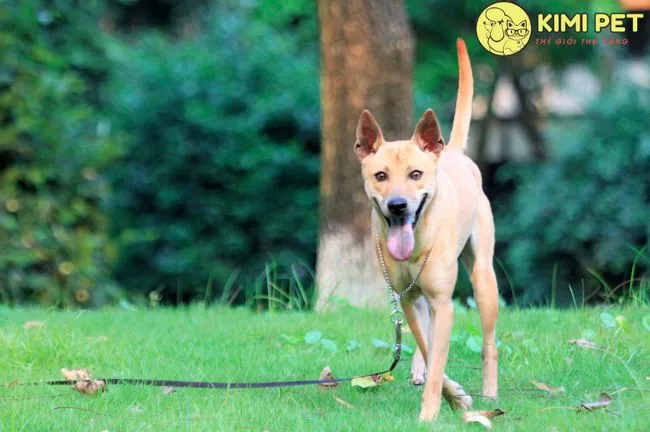 Chó Phú Quốc con nghỉ ngơi trong môi trường sạch sẽ