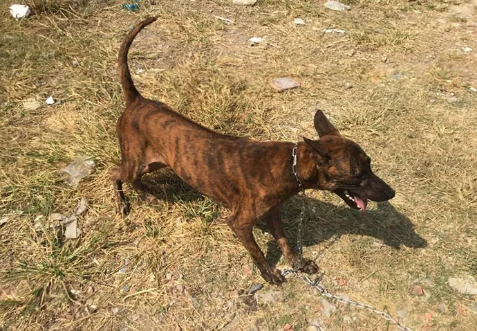 Chó Phú Quốc con tại trại chó phú quốc hoàng hà quý khuyển có giấy tờ rõ ràng