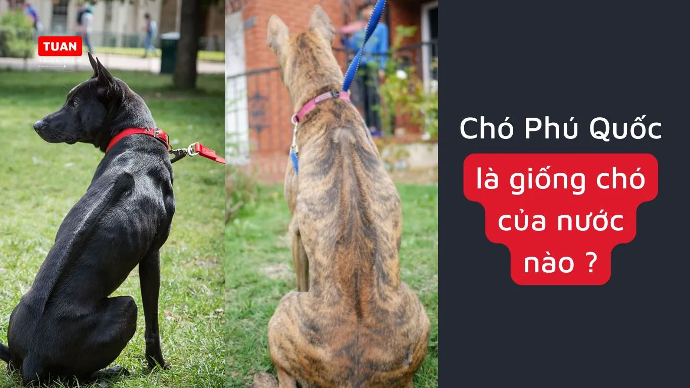 Mua Chó Giống Phú Quốc: Hướng Dẫn Chi Tiết Để Chọn Lựa Cá Thể Thuần Chủng