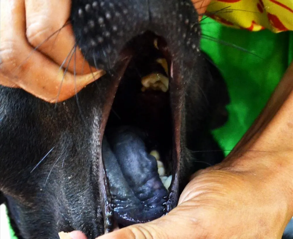 Chó Phú Quốc đang phơi nắng, có thể thấy rõ lưỡi hồng có đốm