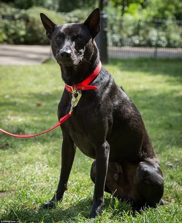 Chó Phú Quốc đắt nhất thế giới của Catherine Lane, biểu tượng của sự quý hiếm quốc tế