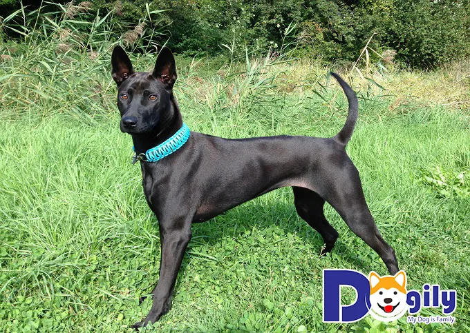 Chó Phú Quốc đen trưởng thành có bộ lông bóng mượt, là màu phong thủy được ưa chuộng