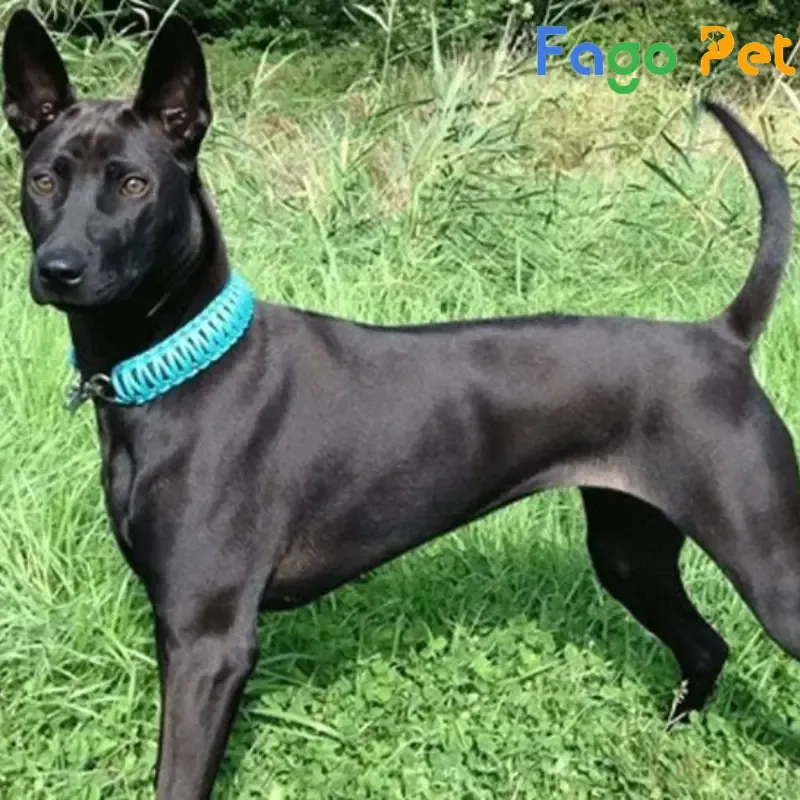 chó phú quốc đen tuyền đứng gác nghiêm trang, thể hiện đặc điểm giống chó săn Việt Nam