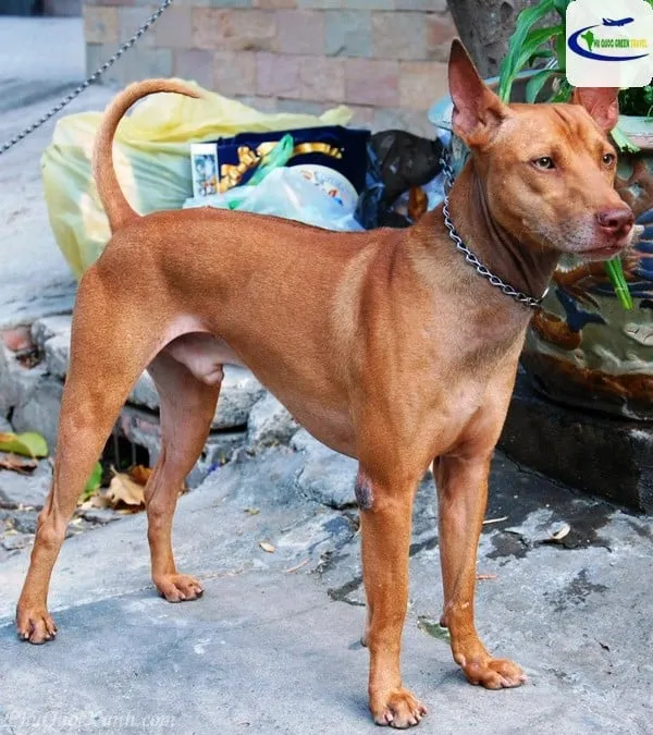 Chó Phú Quốc đứng trên bãi cát, biểu hiện dáng đi thanh thoát, tiêu chí chọn chó phú quốc khôn