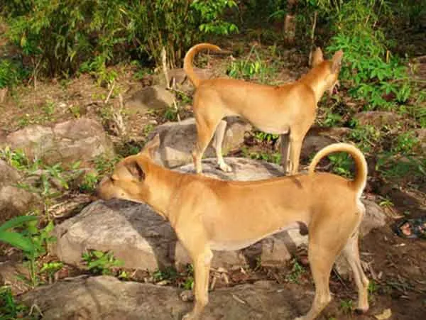Chó Phú Quốc giống đang đứng cảnh giác