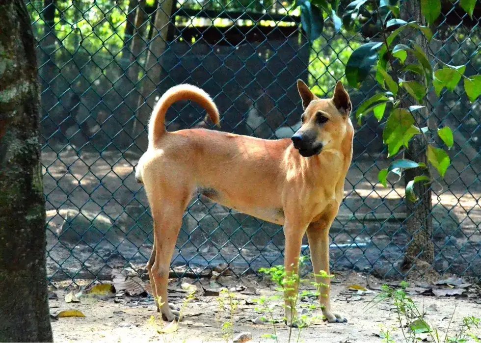 Chó Phú Quốc 2 Xoáy: Đặc Điểm Nhận Dạng Và Giá Trị Của Quốc Khuyển Việt