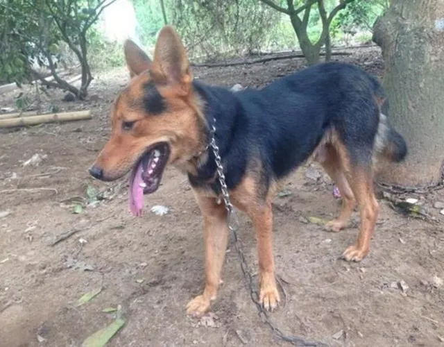 Chó Phú Quốc Lai Becgie Sở Hữu Ngoại Hình Cơ Bắp