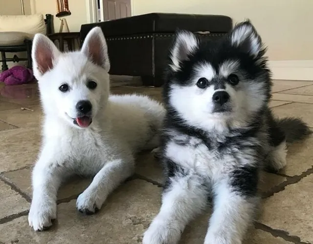 Chó Phú Quốc Lai Husky Màu Trắng Phổ Biến