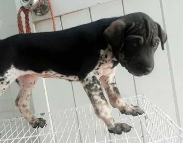 Chó Phú Quốc Lai Pitbull Thông Minh Và Dũng Cảm