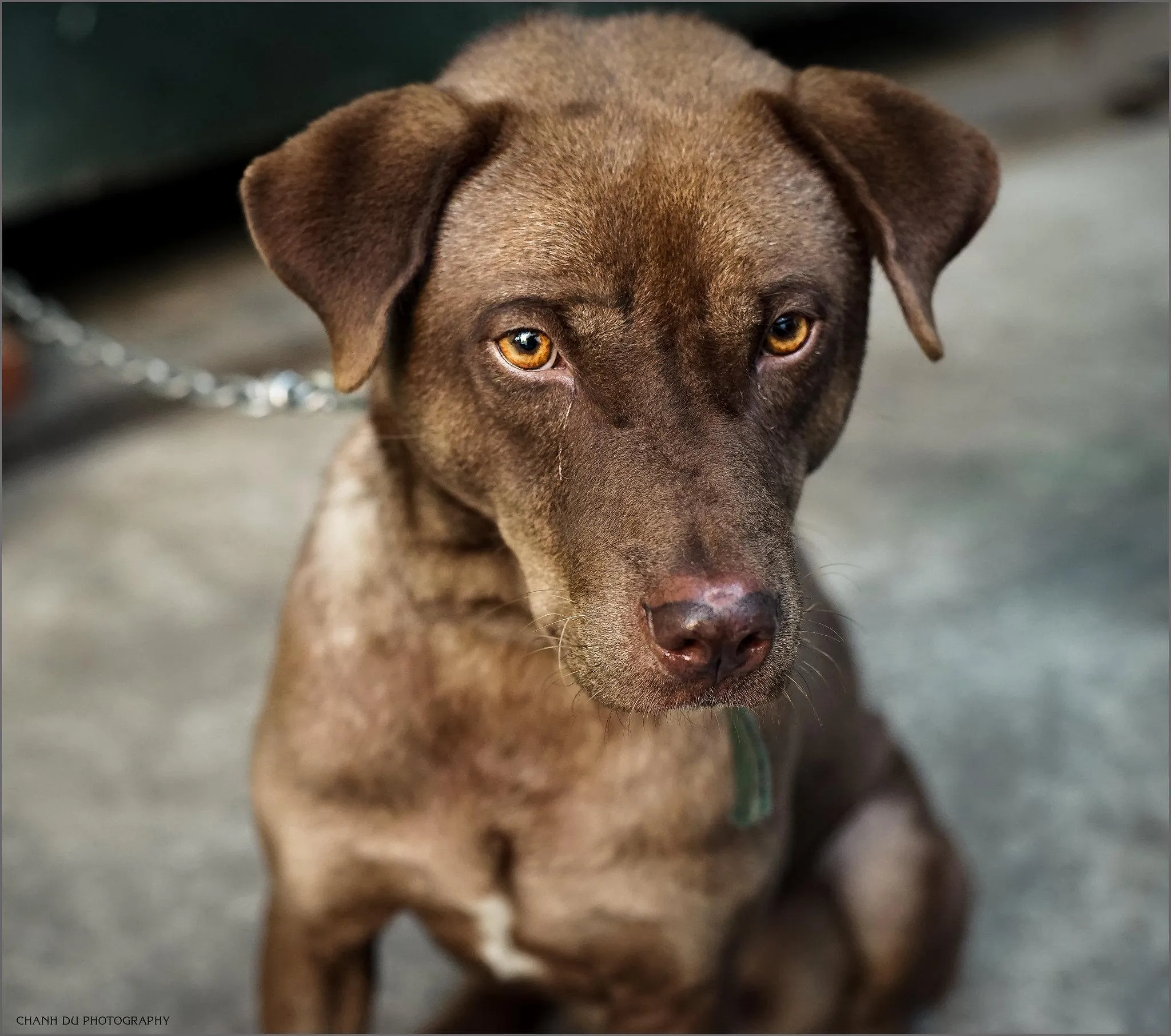 Chó Phú Quốc lai Pitbull với bộ lông ngắn, dáng vẻ mạnh mẽ