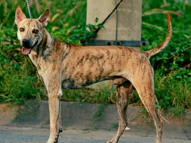 Chó Phú Quốc Lai Nhật: Đặc Điểm, Tính Cách Và Hướng Dẫn Nuôi Dưỡng Chi Tiết