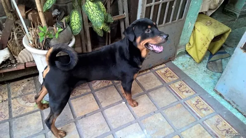 Chó Phú Quốc lai Rottweiler trưởng thành với màu lông đen vàng đặc trưng
